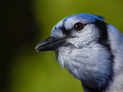 Backyard Blue Jay