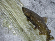 I think I can, I think I can....