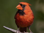 A very red cardinal