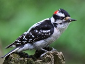 Downy Woodpecker 