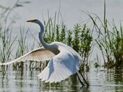 Great Egret takes off.