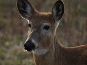 White-tailed Deer portrait 