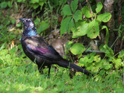 Grackles Need Love Too
