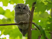 Eastern Screech Owlet