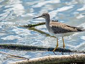Lesser Yellowlegs