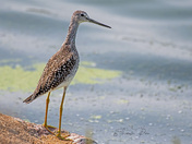 Greater Yellowlegs