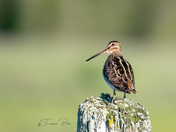 Wilson's Snipe