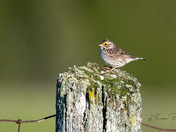 Savannah Sparrow