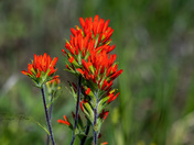 Painted-cup Paintbrush