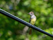 Great-crested Flycatcher