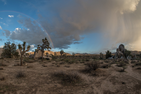 Joshua Tree National Park