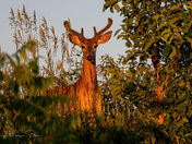 White-tailed Buck in the morning light