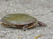 Painted Turtle