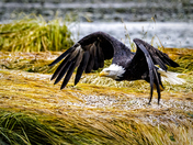 Tongass National Forest