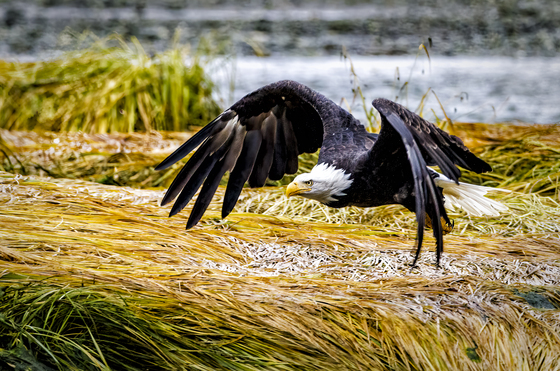 Tongass National Forest