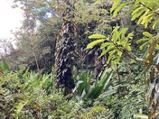 Hawai’i Volcanoes National Park