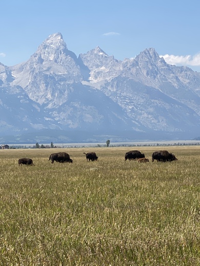 Yellowstone National Park