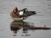 Eurasian Wigeon