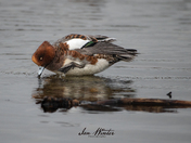 Eurasian Wigeon