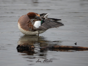 Eurasian Wigeon