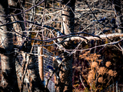 Look at All The Blue Jays / Zealand NB