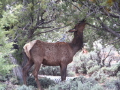 Grand Canyon South Rim