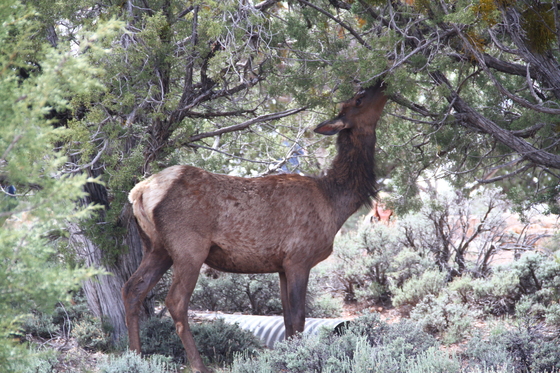 Grand Canyon South Rim