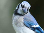 Backyard Birding