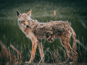 Lone Coyote