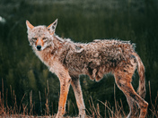 Lone Coyote