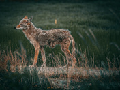 Lone Coyote