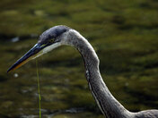 heron head