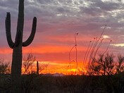 Saguaro National Park West