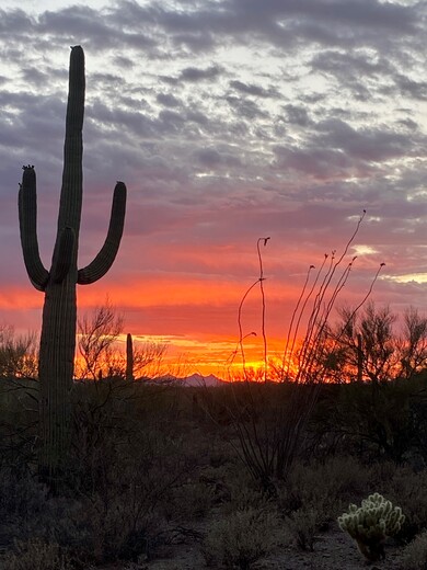 Saguaro National Park West
