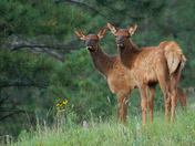 Apache-Sitgreaves National Forest