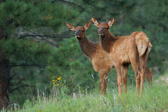 Apache-Sitgreaves National Forest