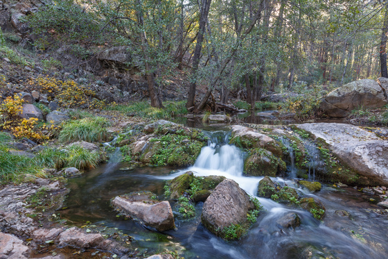 Tonto National Forest