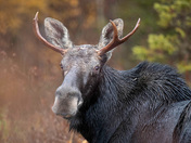 Young Bull Moose