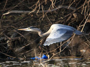 heron