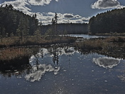 A Stunning Reflective Beauty