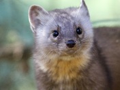Pine Marten