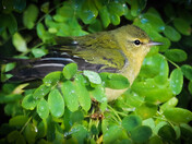 Wet Bird