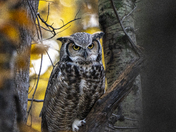 Great horned owl on a fall morning