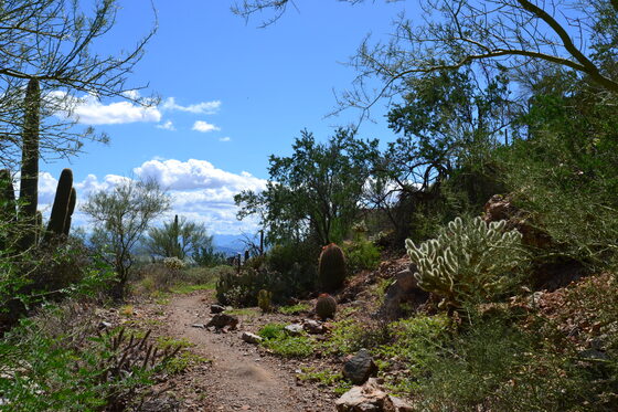 Saguaro National Park West