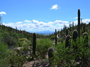 Saguaro National Park West
