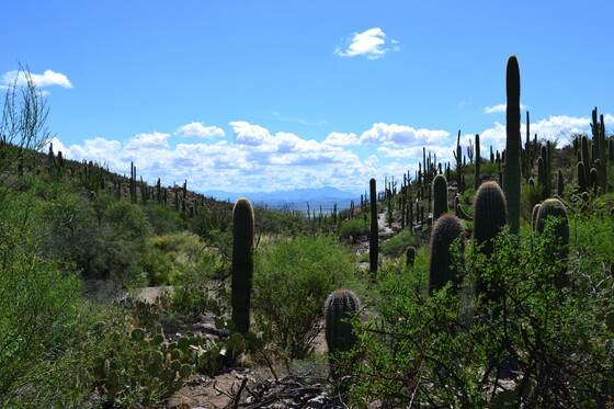 Saguaro National Park West