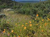 Saguaro National Park West