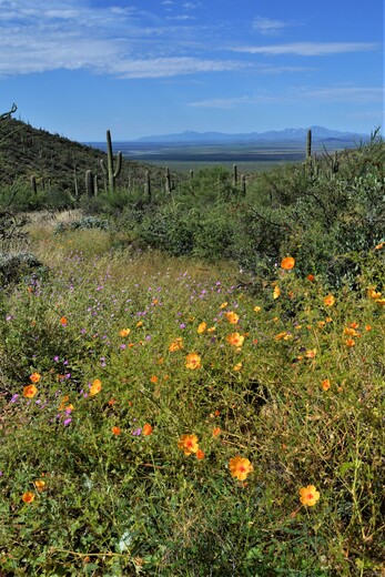 Saguaro National Park West