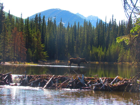Denali National Park and Preserve, Alaska