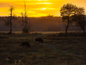 Plains Bison at Sunset